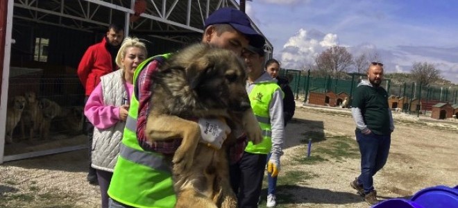 Ankara’da sokak hayvanları derneğine ‘haksız kazanç’ operasyonu düzenlendi!