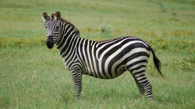 Bakanlık yeni listeyi yayınladı: ‘Zebra’ detayı gündeme bomba gibi düştü! İddialar doğru mu?